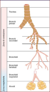 Il parenchima del polmone con bronchioli respiratori alveoli e capillari