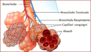 Dettaglio del parenchima del polmone con bronchioli respiratori alveoli e capillari